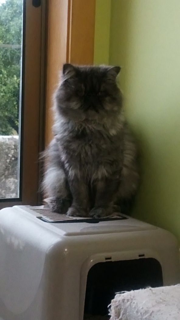 Gatinha persa meiguinha