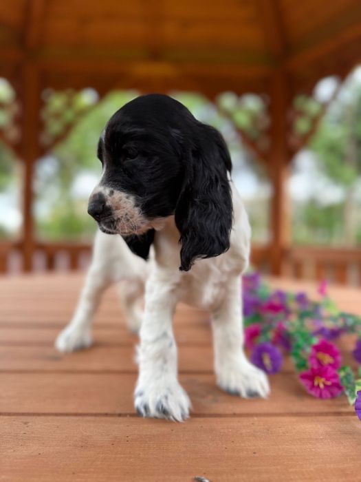 Wyjątkowa! Sunia Cocker Spaniel Angielski oreo z rodowodem