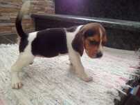 beagle criado em ambiente familiar disponível para entrega imediata d