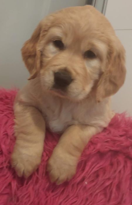 Golden Retriver !!!