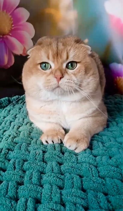 Кіт дорослий в'яжучий золотий шотландський капловухий фолд