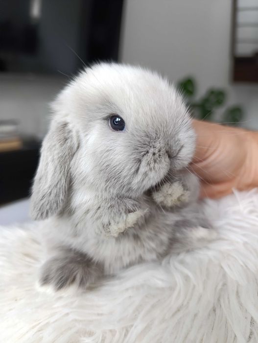 Mini lop karzełek Teddy hodowla zarejestrowana