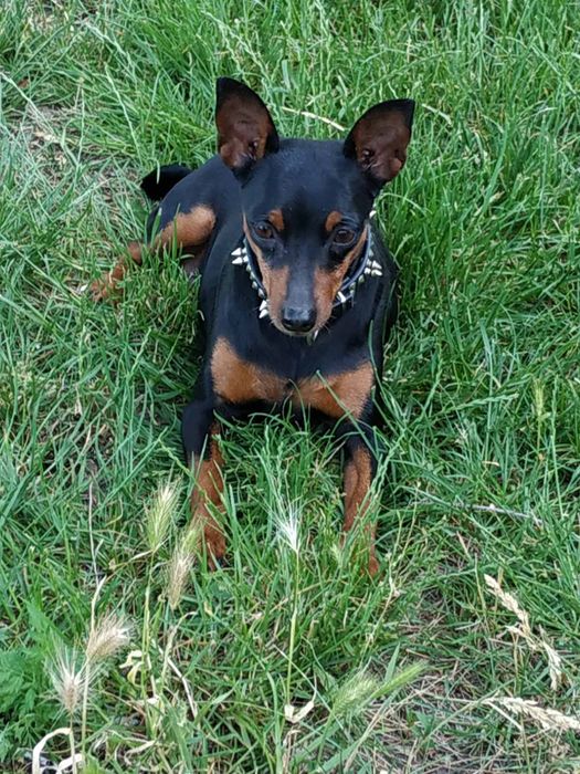 Цвергпинчер девочка 8 лет