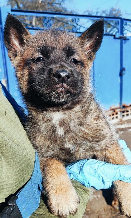 Хлопчик цікавий! Акіта