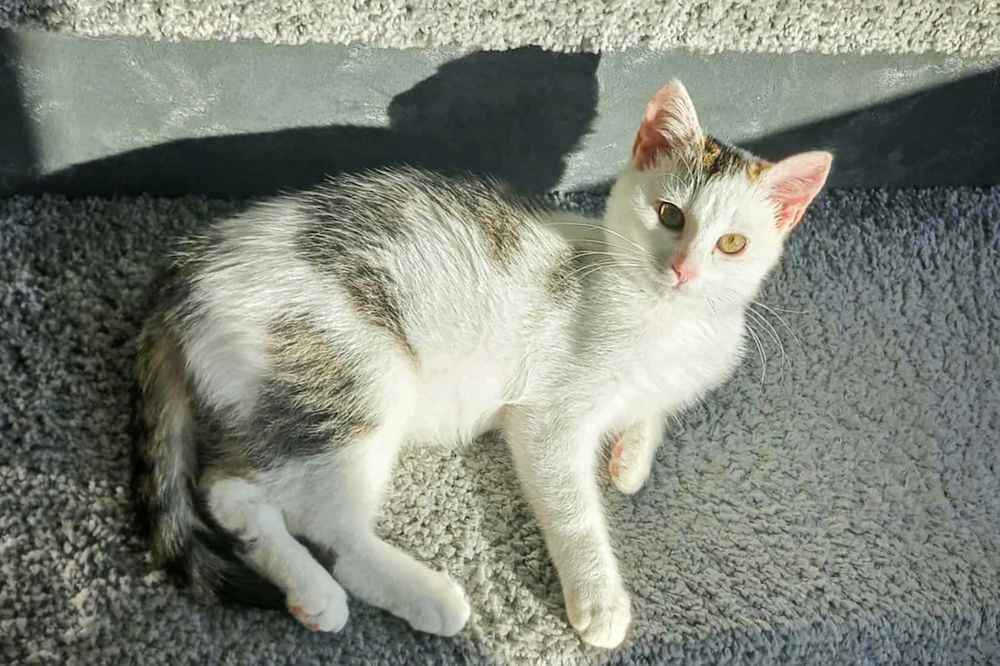 Kocie dziecko szuka domu