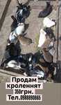 Продам кроленнят