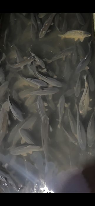 Sprzedam karp żywy hurt ryby z własnej hodowli