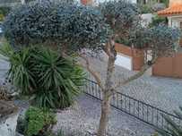 Oliveira decoração