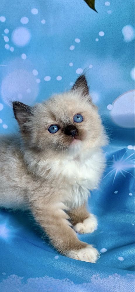 Ragdoll Kotka Seal Mitted
