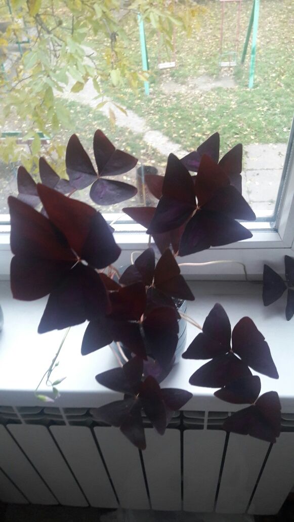 Кислиця. Оксалис "oxalis"