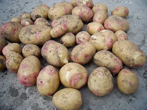 BATATAS E CEBOLAS entregas zona de Lousada e arredores