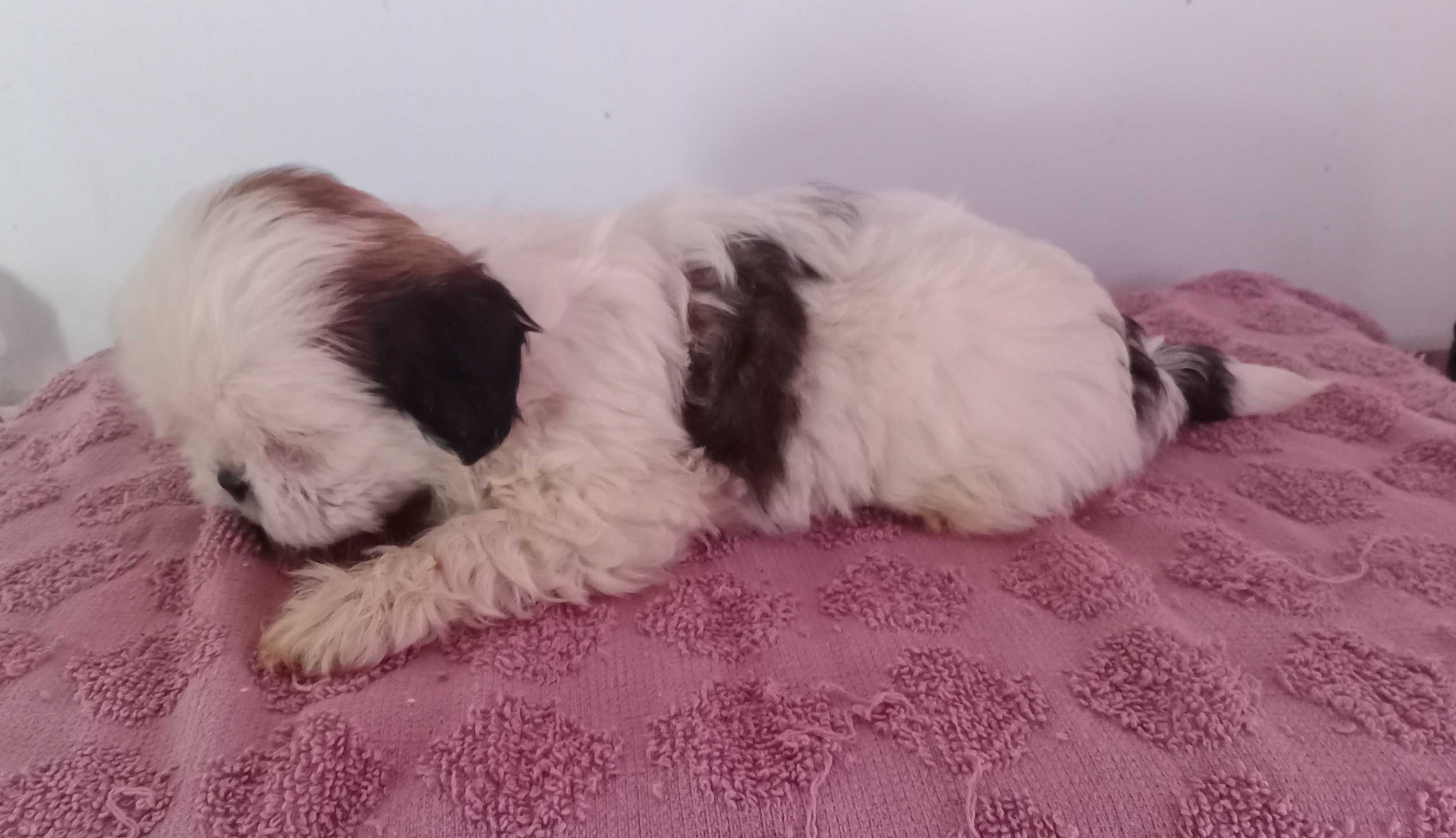 Shih-tzu fêmea com pedigree LOP, porte mini