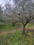 Diversas Oliveiras
