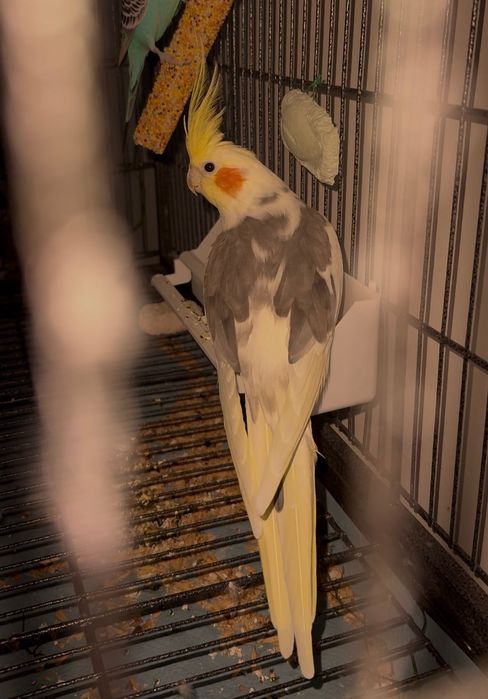 Вольер, клітка для папуг