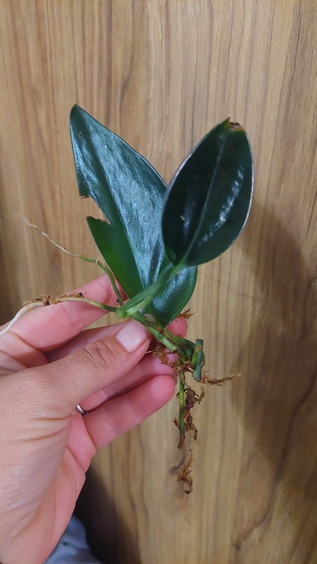 Scindapsus Dark Form, ukorzeniony