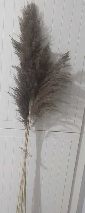 Trawa pampasowa  beżowa 140cm naturalna PIĘKNA