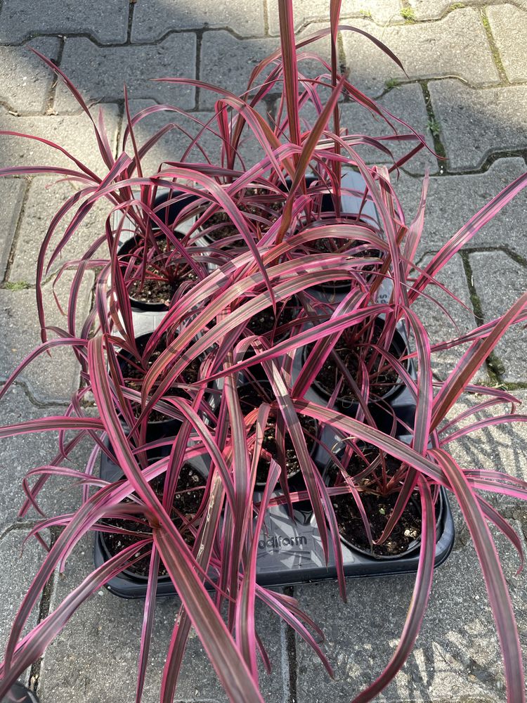 Kordylina 'Festival Raspberry'