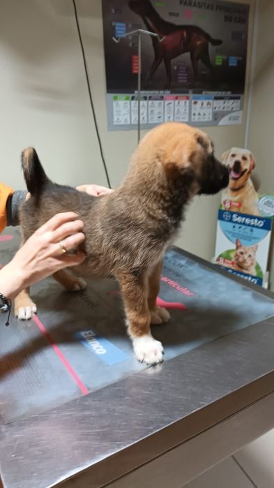 Cachorrinho para adoção