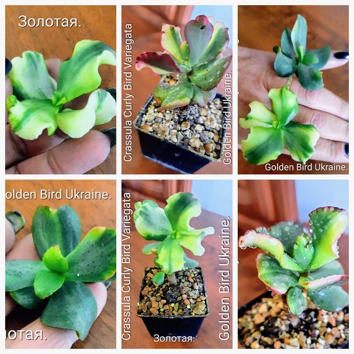 АКЦИЯ! Редкие, вариегатные крассулы толстянки денежные деревья, суккул