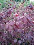 leszczyna purpurowa pospolita Corylus maxima Purpurea Corylus avellana