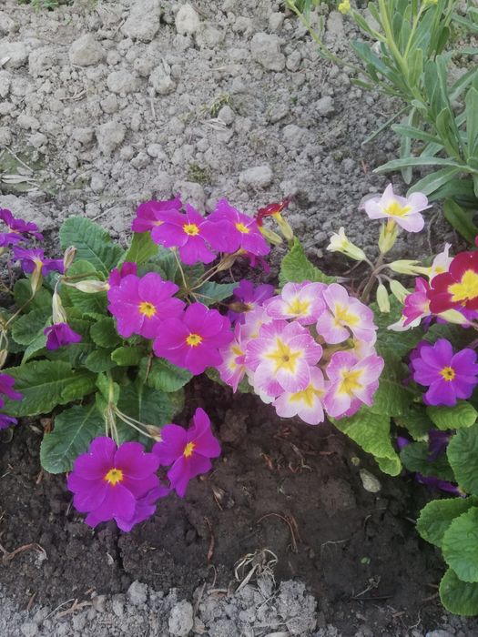 Sadzonki pierwiosnków mix 10 sztuk