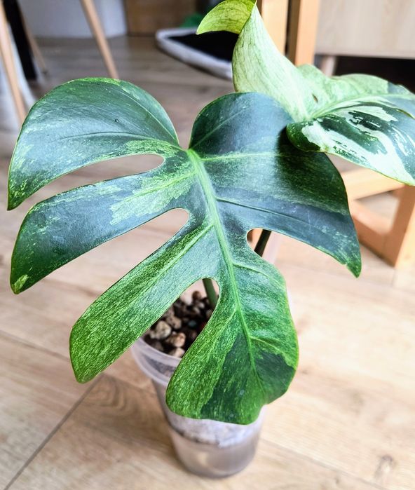 Monstera jungle mint pedowka