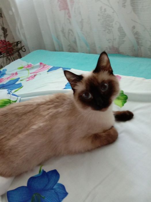 Котята.  сиамские