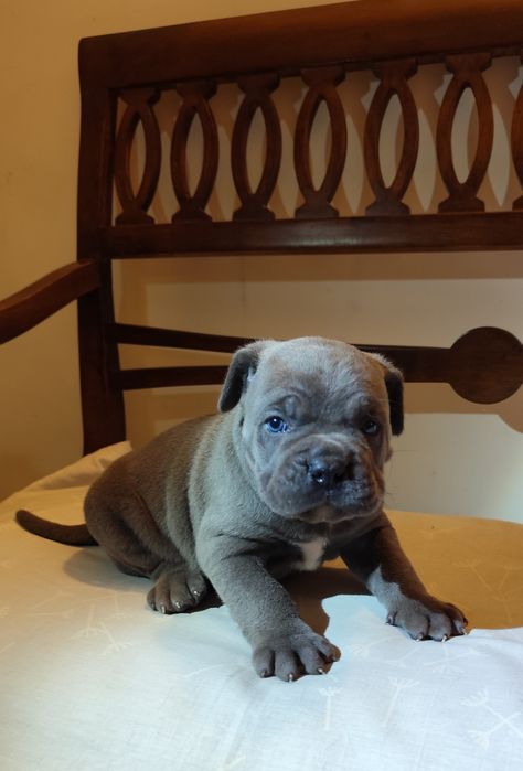 сірий красень з голубими очима