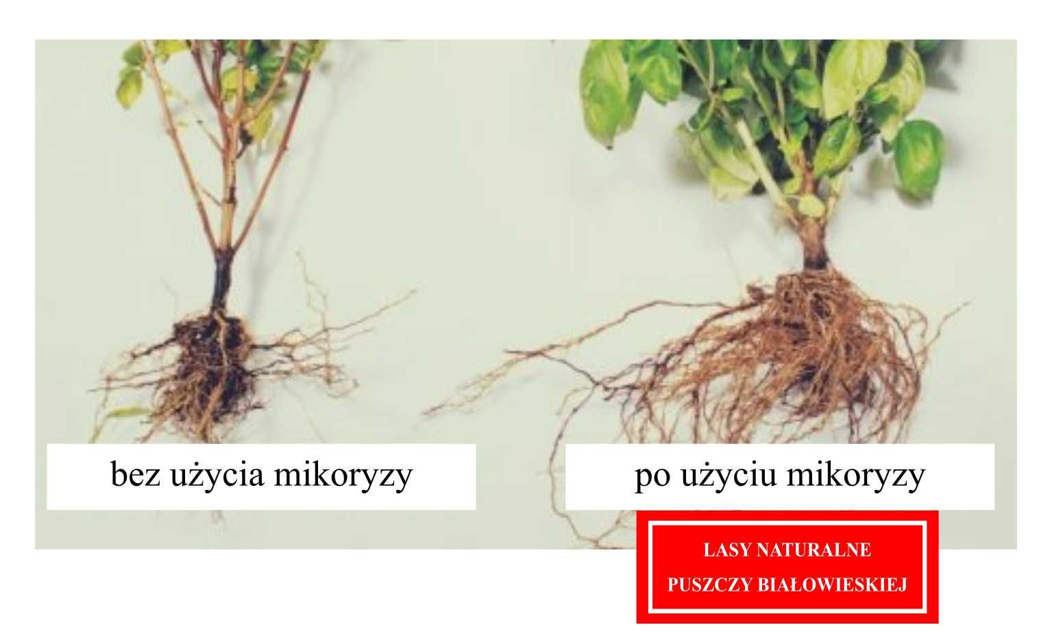 Mikoryza + trichoderma krzewy i drzewka owocowe 2 litry na 130 roślin.