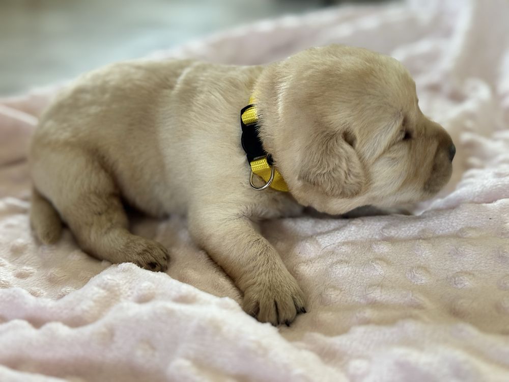 Labrador Retriver miot A- Anti