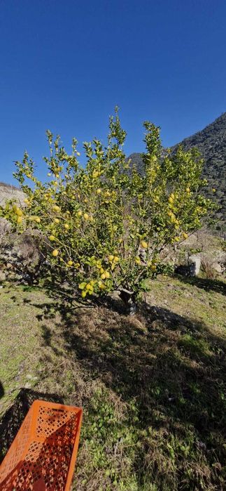 Terreno agrícola no Douro- 1,1 ha com poço, armazém e árvores de fruto