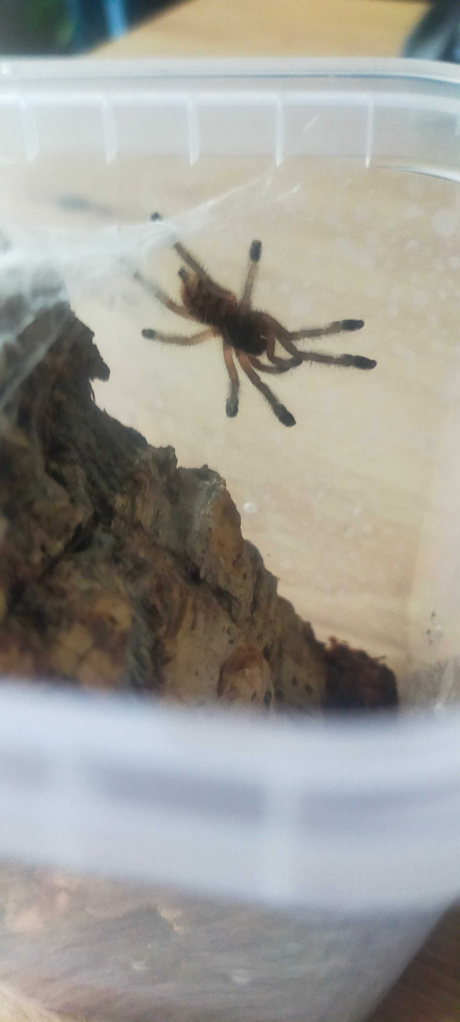 Avicularia sp.pucallpa L4