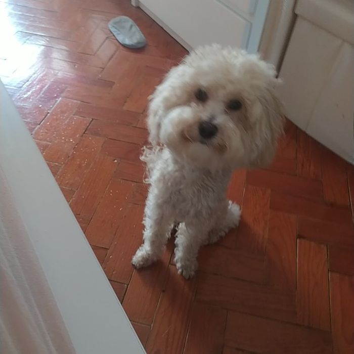 Caniche para  namorar