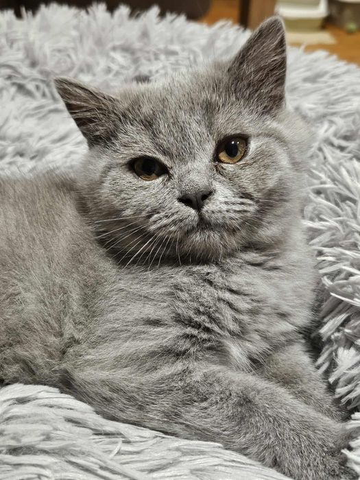 Kotka brytyjska krótkowłosa, British Shorthair