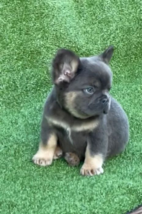 Блу тан мальчик мишка Флаффи