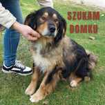 Pies szuka kochającego domu Oddam psa w dobre ręce