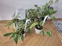 Zestaw roślin philodendron epipremnum