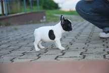 Buldog francuski FCI ZKwP suczka girl