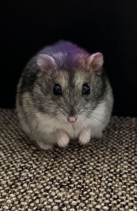 Приймаю замовлення на джунгарських хом’ячків!