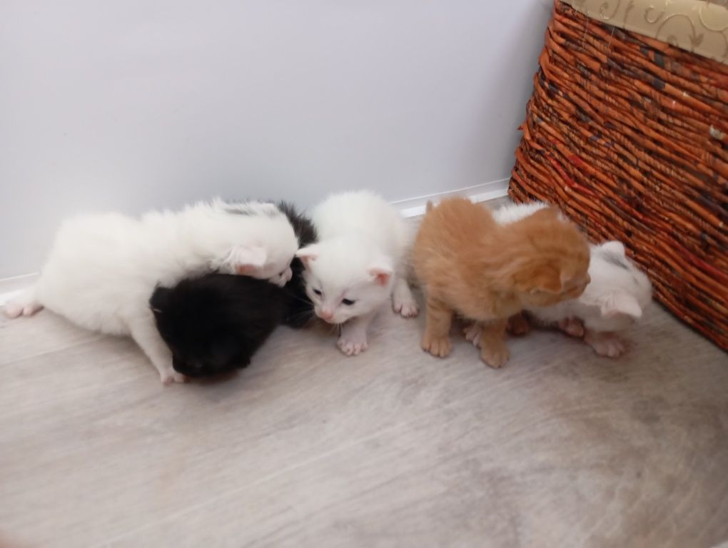 Котики 4 хлопчика  і 1 дівчинка