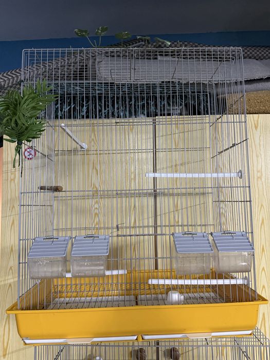 Casal de turqouoisines com gaiola