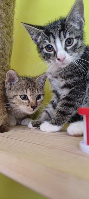 Przeurocze szkraby szukają domu