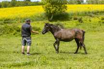 Wysoka 140 cm +, dwuletnia klacz huculska, hucuł, kuc.