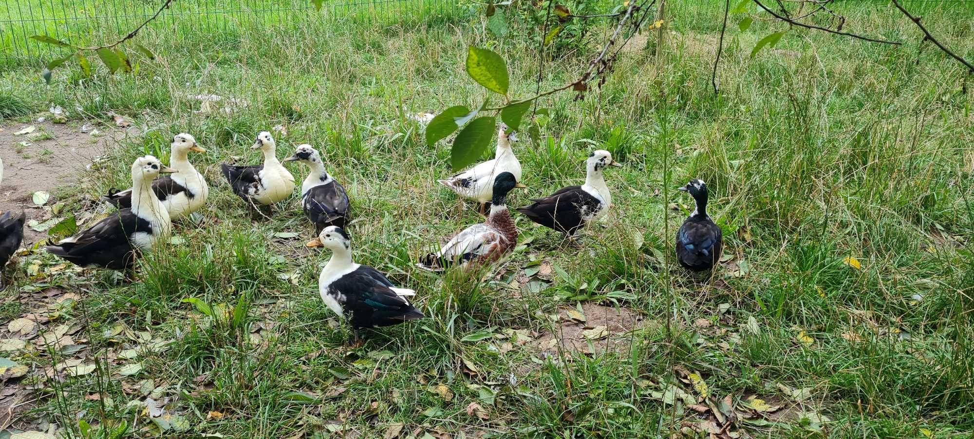 Kaczki Cull duck