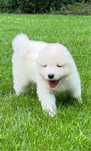 Samoyed piesek szczeniak FCI