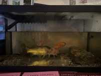 Aquario 60 litros