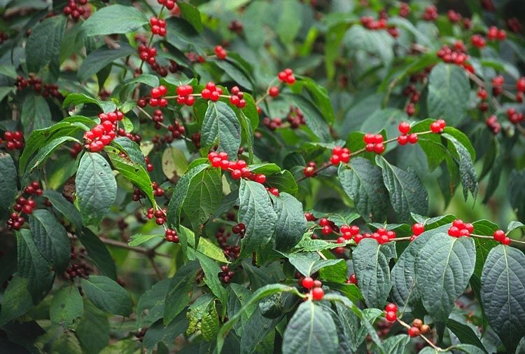 Suchodrzew Maacka, wiciokrzew pachnący miododajny Lonicera Maackii