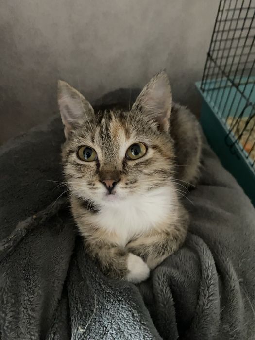 Кошеня-дівчинка в добрі ручки