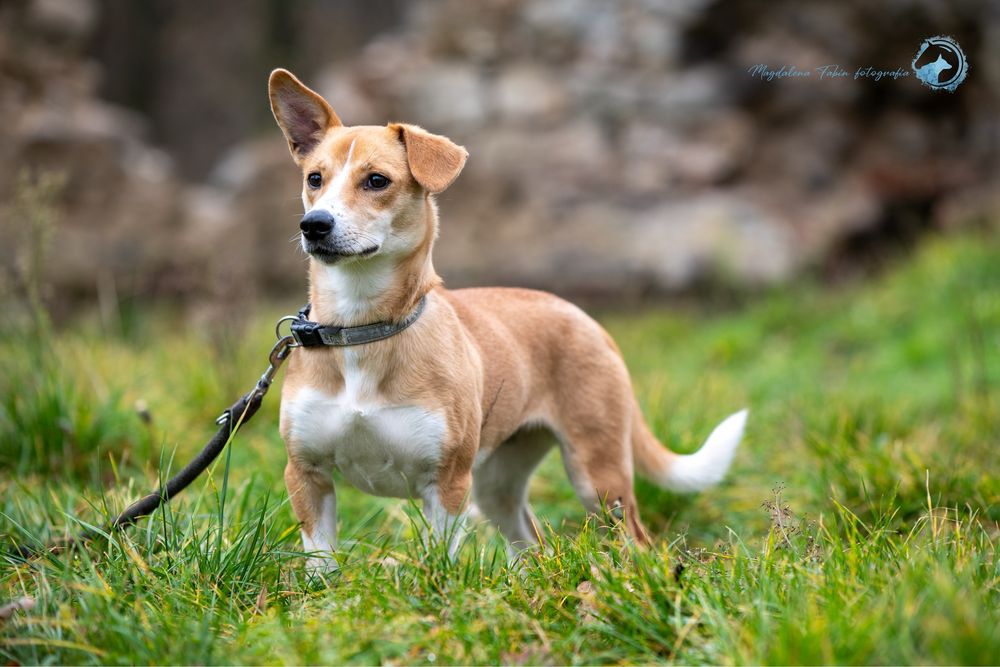 Młoda sunia Szajba szuka domu