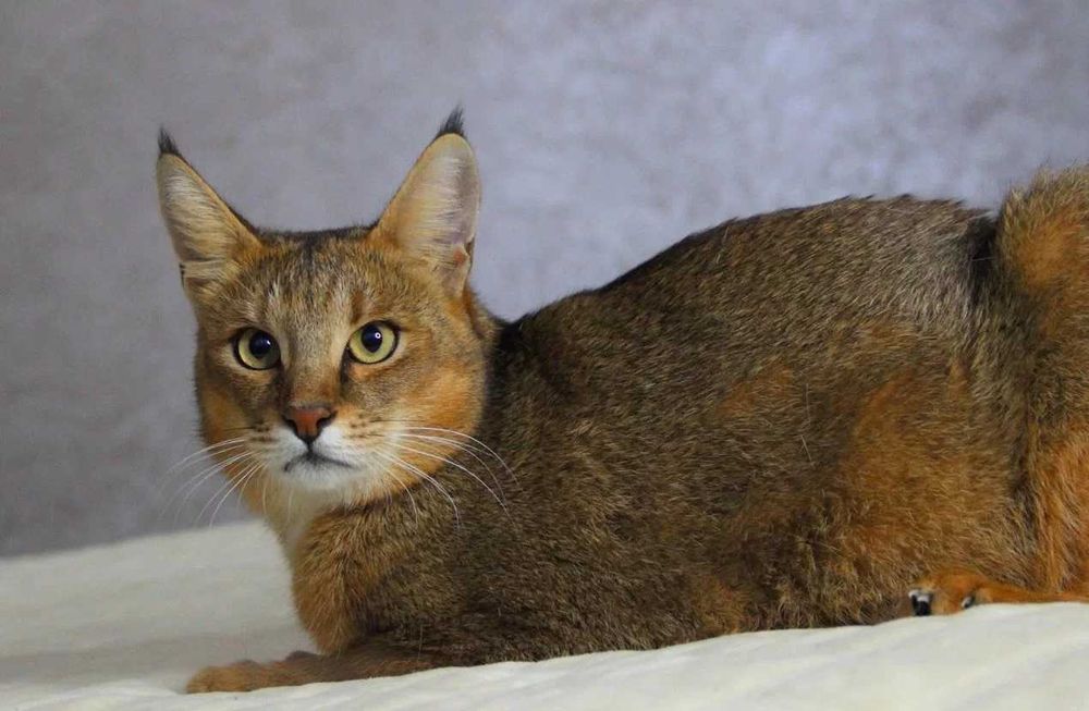 Крупногабаритные Абиссинцы Чаузи